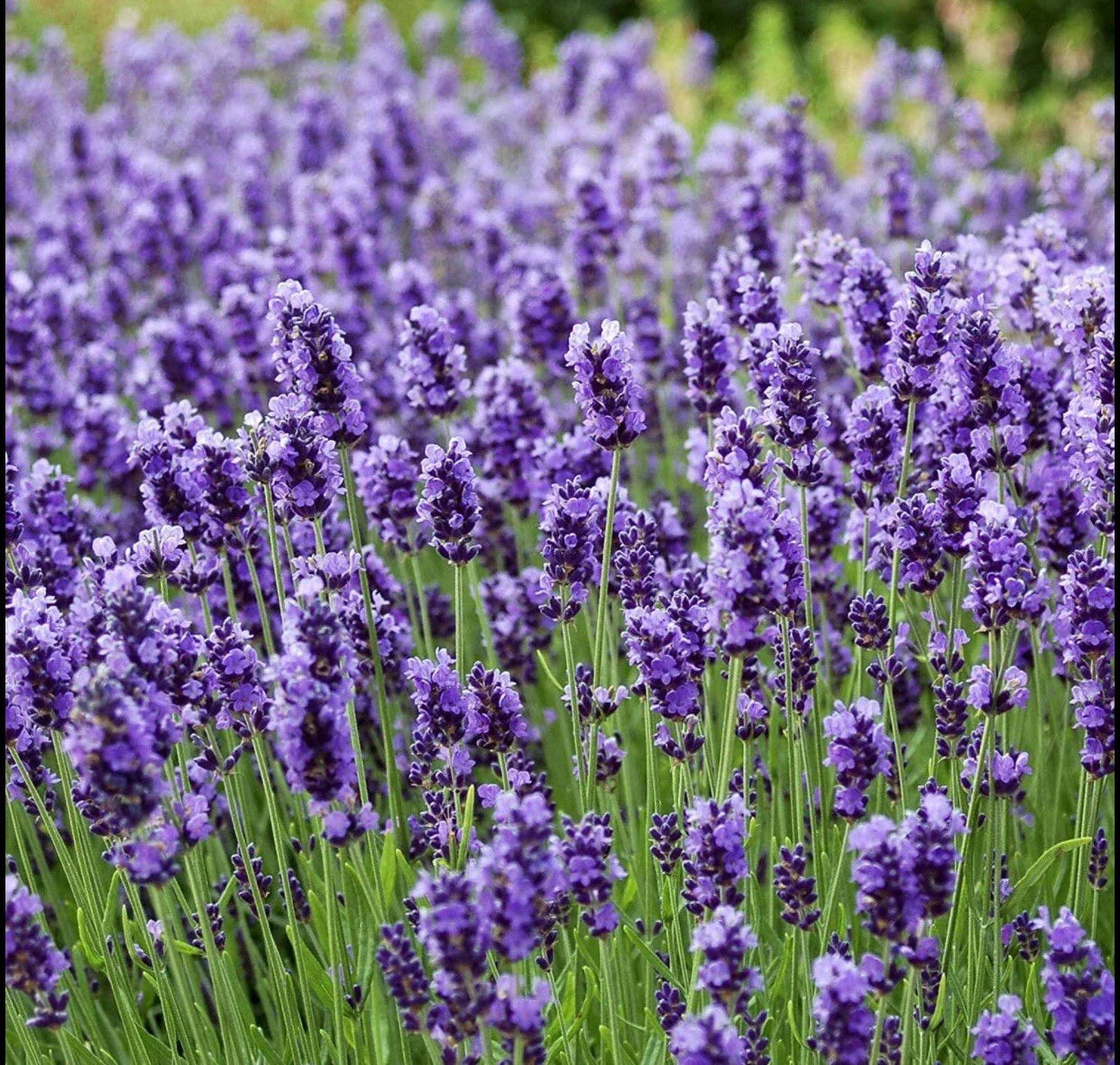 Lavender Seeds 400+ Seeds True Lavender Lavandula Angustifolia Perennial Non-GMO