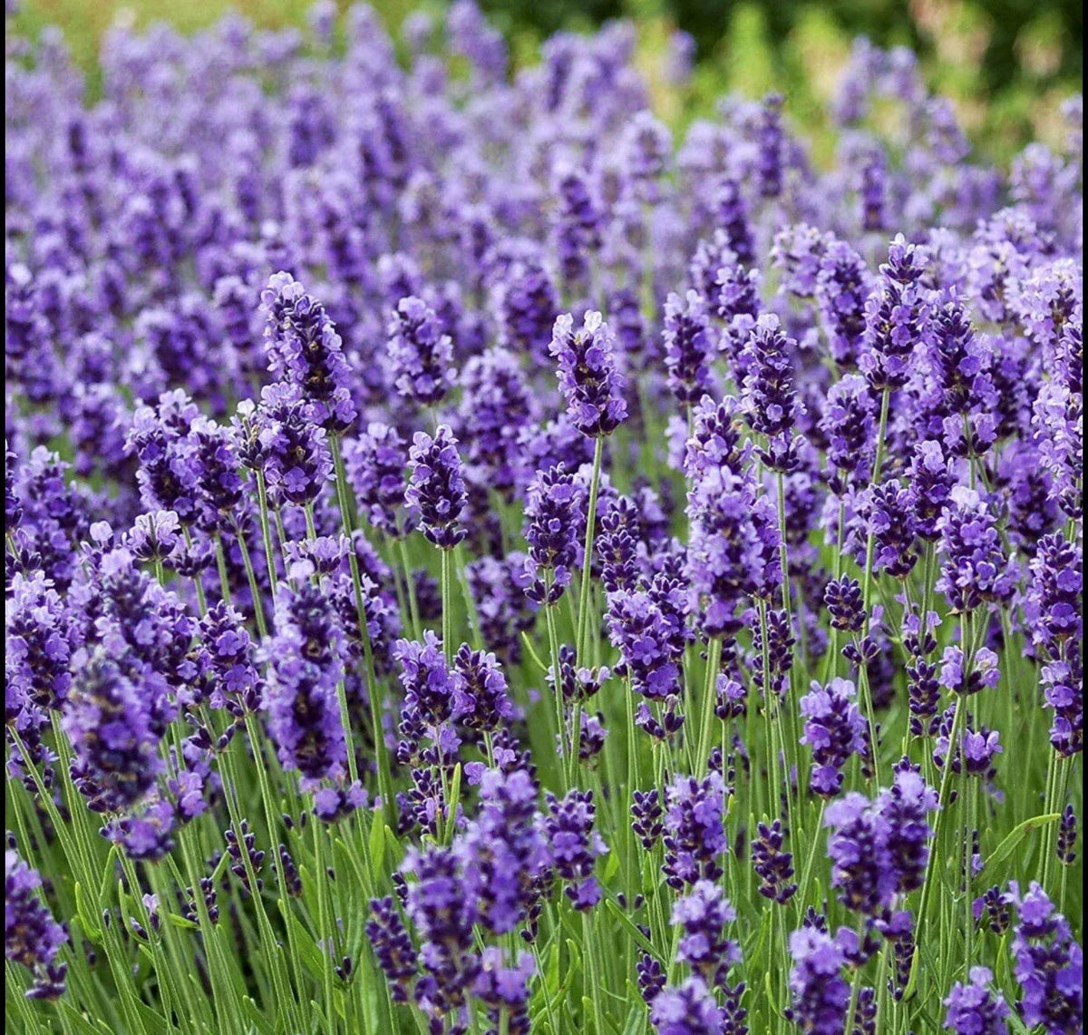 Lavender Seeds 400+ Seeds True Lavender Lavandula Angustifolia Perennial Non-GMO