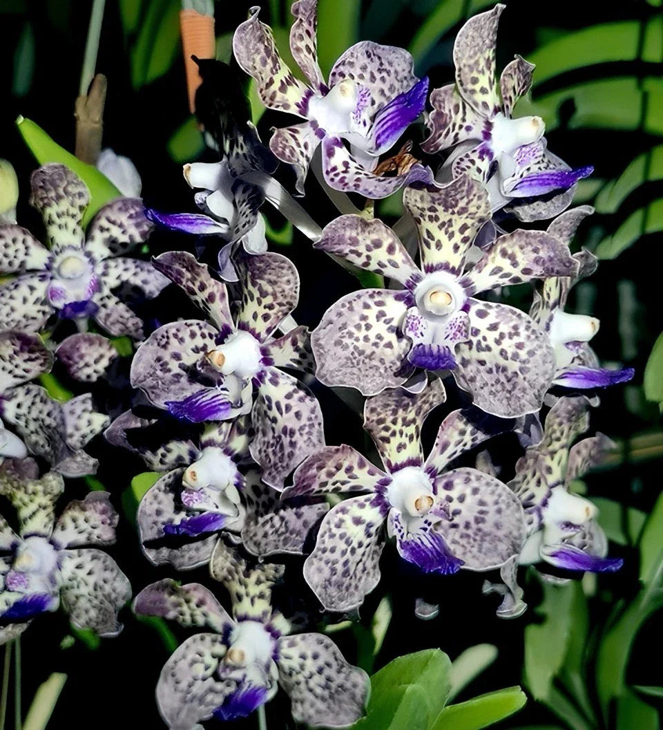 Fragrant Vanda Orchid Plant 4" Papilionanda Kyra Green × Paksorn Fragrance - Hawaiian Blooms