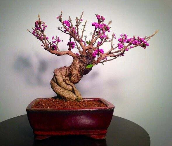 Bonsai Beauty Berry Tree Seeds - 20 Non-GMO Seeds - Callicarpa Americana - Unique Purple Berries