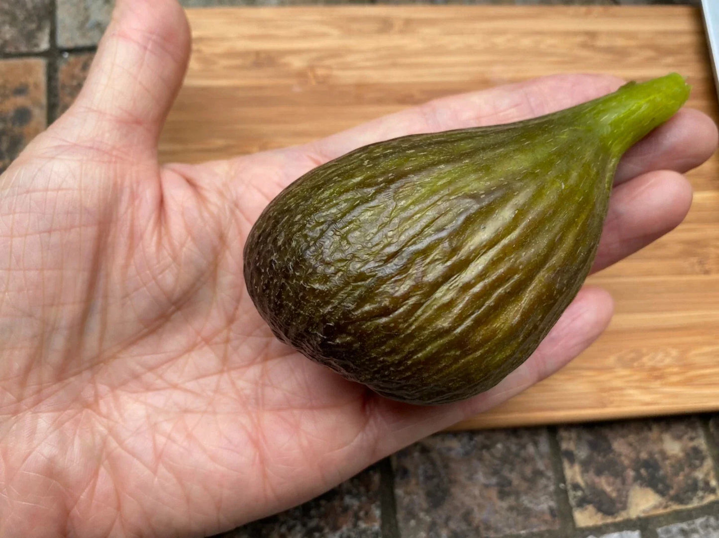 Fig Cuttings - Thick Violetta 2 - Cold Hardy - Propagation - Ficus carica - 2 Pack