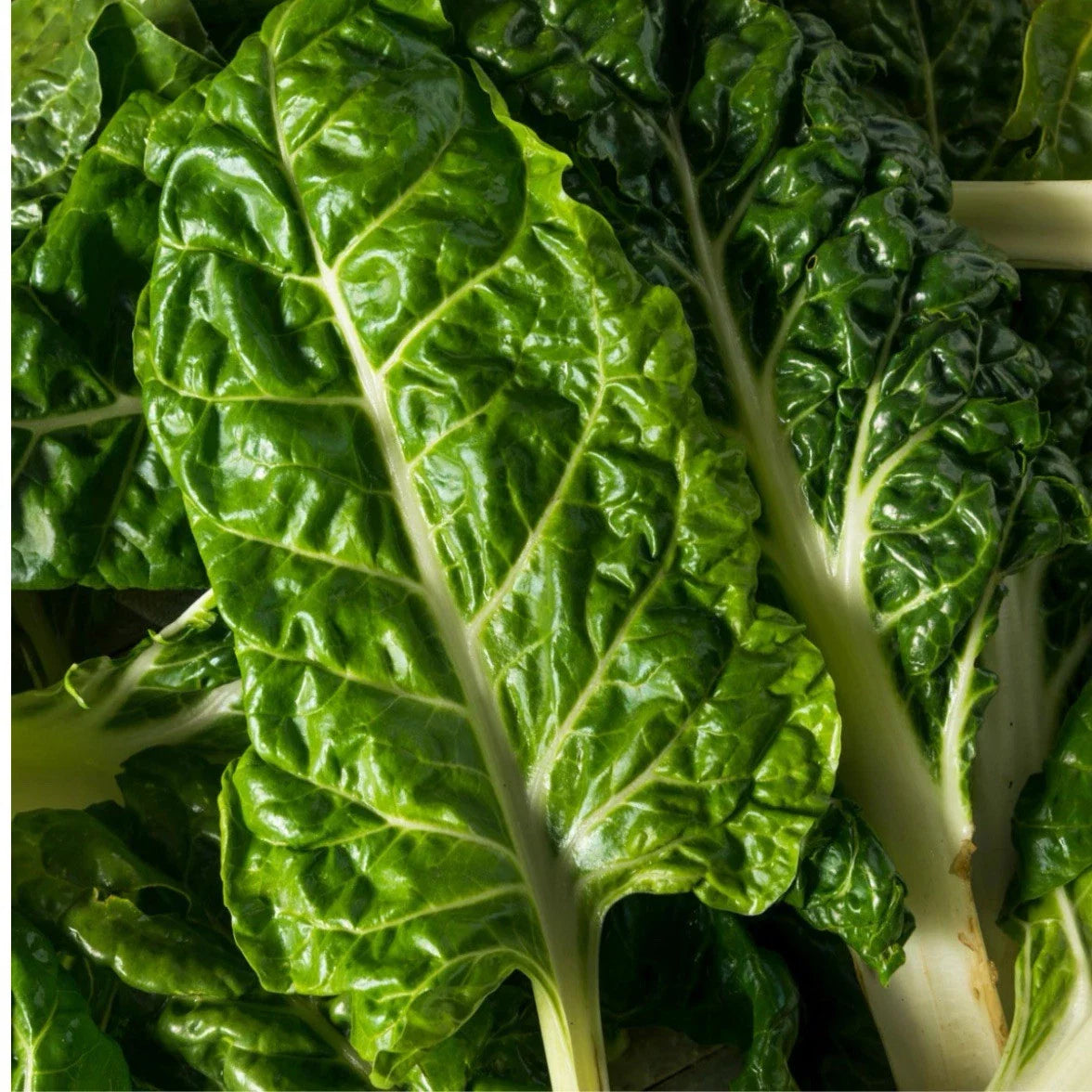 Swiss Chard Seeds - Lucullus Variety - Fresh Organic Seed for Gardening - Beta vulgaris subsp. cicla