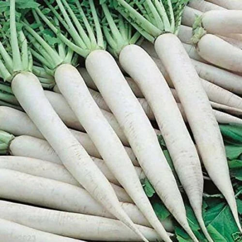 White Icicle Radish Seeds | Non-GMO Heirloom Variety | Fast-Growing Vegetable Seeds | Seed Store 1094