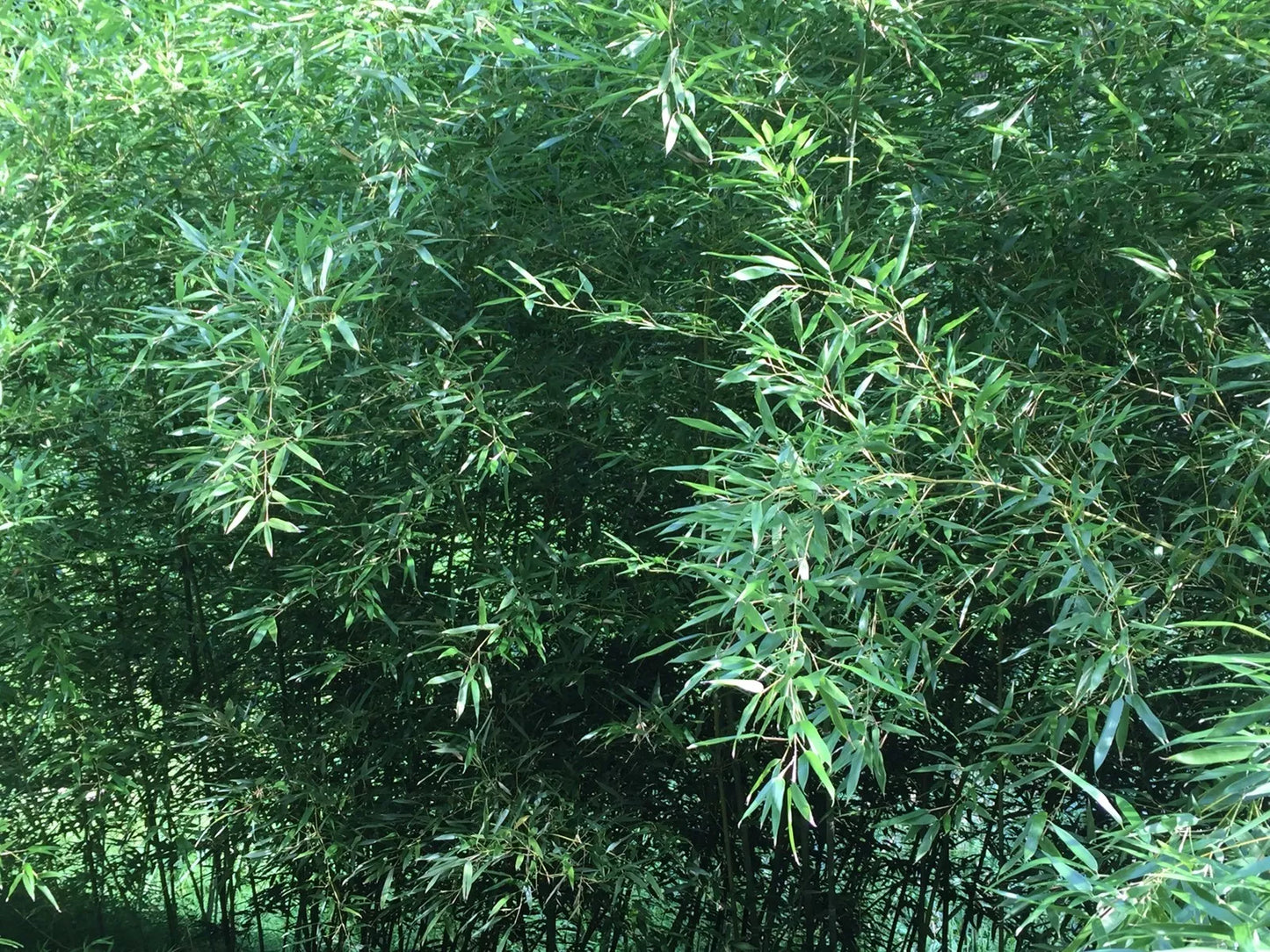 Live Bamboo Roots - Natural Privacy Fence Canopy Perennials - Phyllostachys spp.