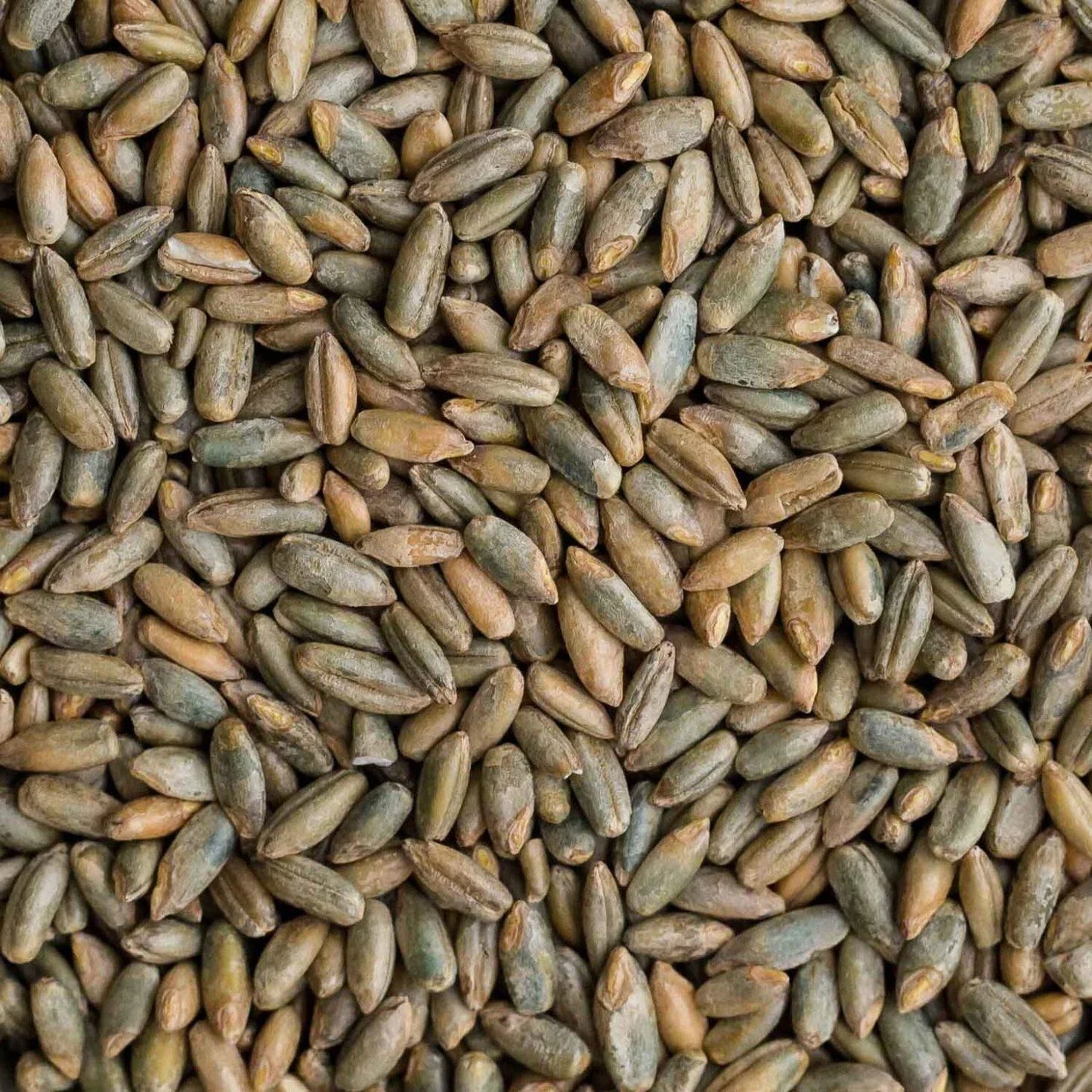 Rye Berries 25 lb Bag - High Fiber & Iron - CZ Grain Signature Variety - Whole Grains for Baking and Cooking
