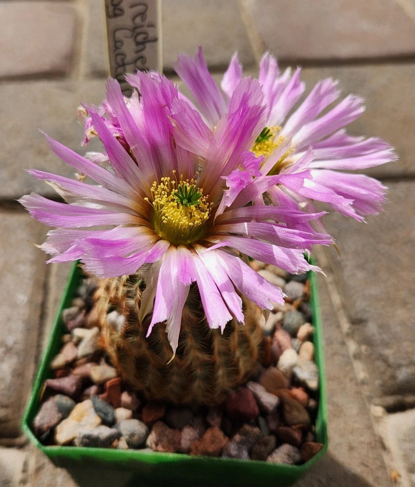 Echinocereus Reichenbachii Lace Hedgehog Cactus Live Rooted Plant - Unique Succulent for Indoor or Outdoor Gardens