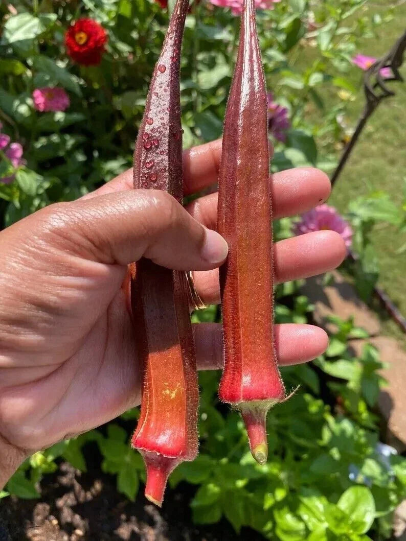 25+ Red Burgundy Okra Seeds - Non-GMO Heirloom Variety - Fresh Organic Seeds for Planting (Abelmoschus esculentus)