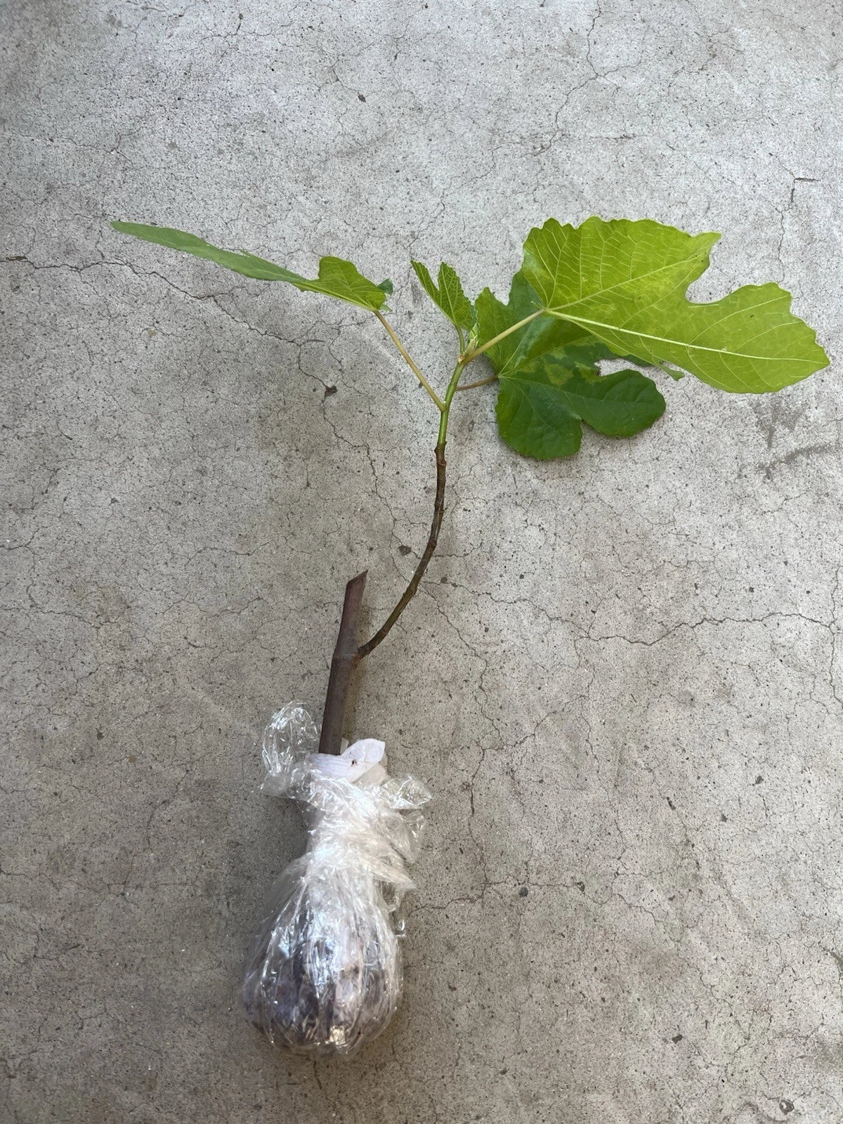 Fig Tree Live Plant 15” Ready to Plant No Pot - Ficus carica