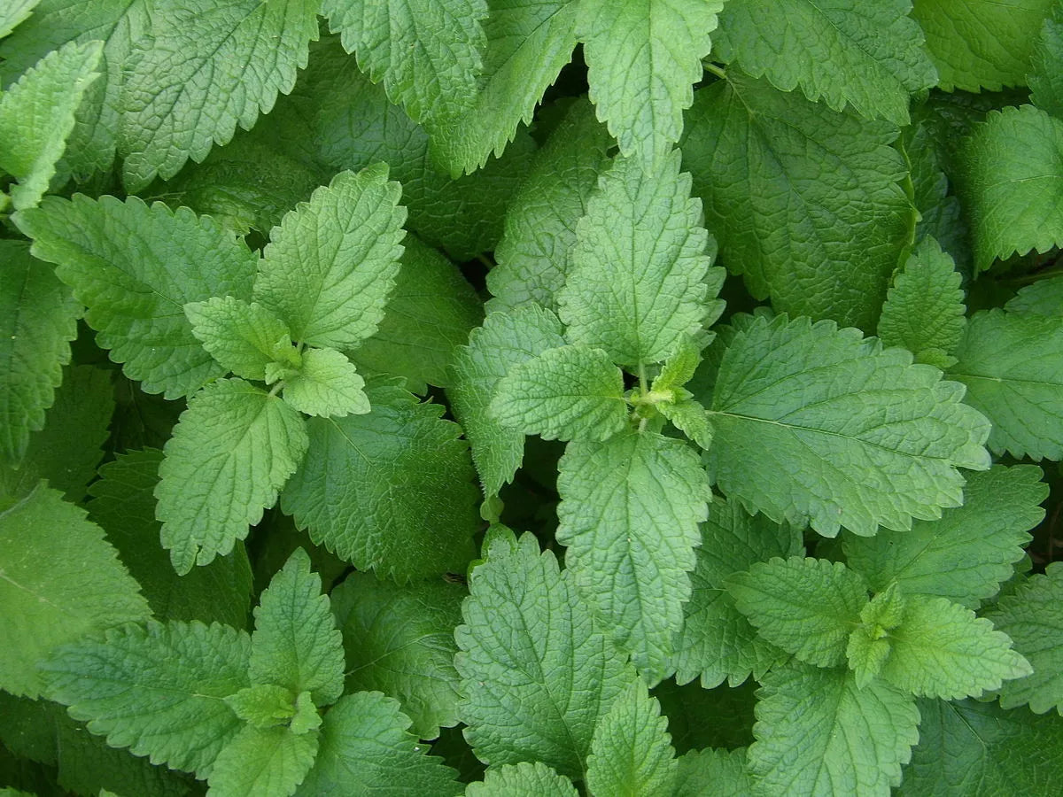 250 Lemon Balm Seeds - Non-GMO Melissa officinalis - Herbal Garden Starter, Aromatic Perennial, Culinary Herb Seeds