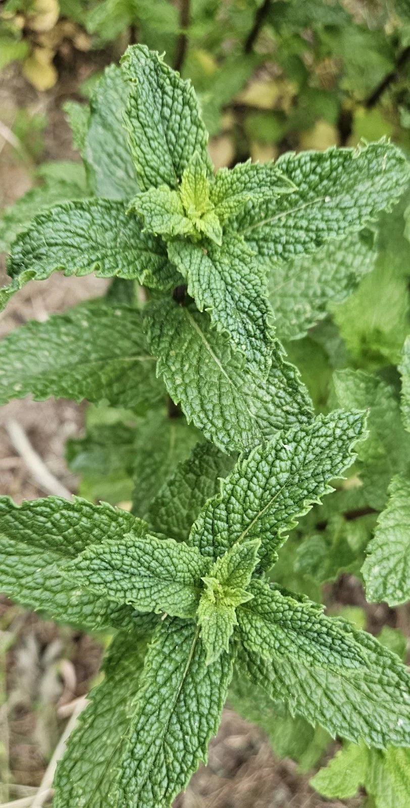 Live Starter Peppermint Plants - 6 Bareroots for Planting - Rau Thom Mint - Mentha × piperita