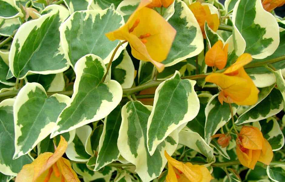 Delta Dawn Variegated Bougainvillea Starter Plant - Well Rooted Bougainvillea (Bougainvillea spp.)