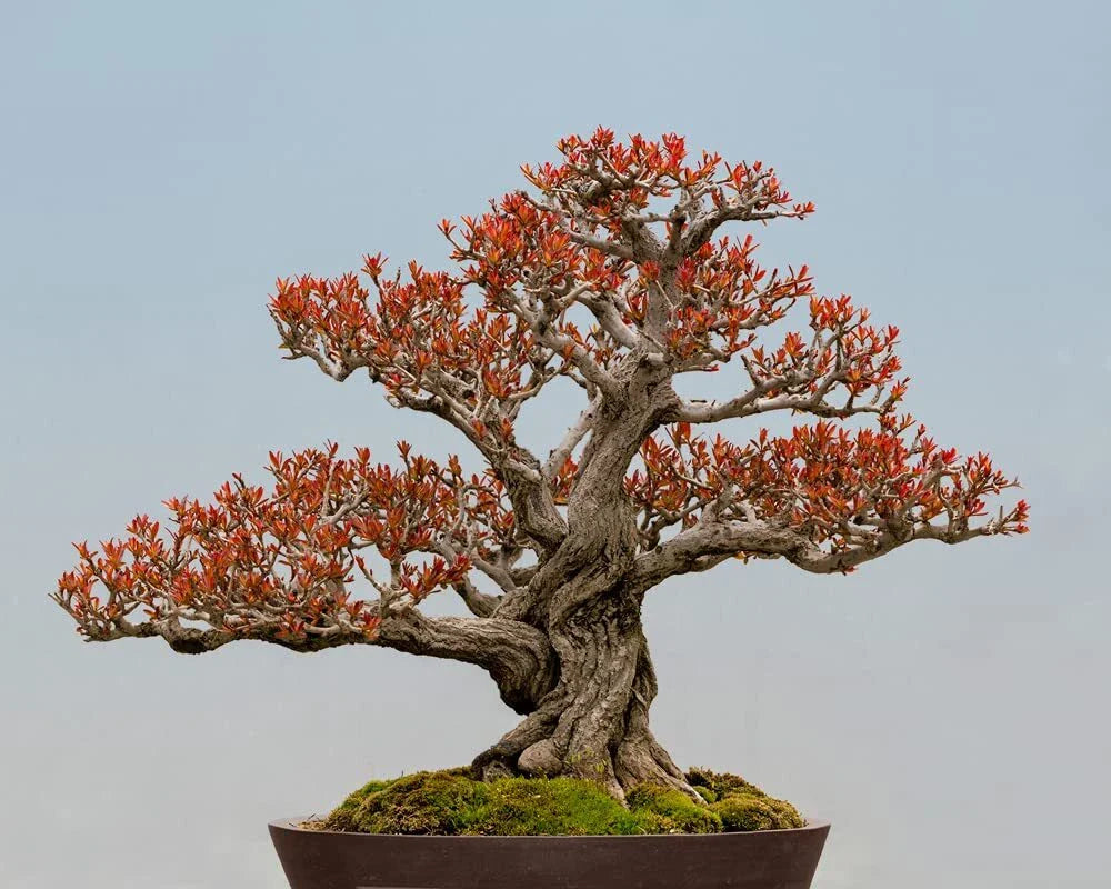 Twisted Pomegranate Bonsai Seeds - 20 Seeds - Edible Fruit, Punica granatum - Rare Variety for Home Gardening