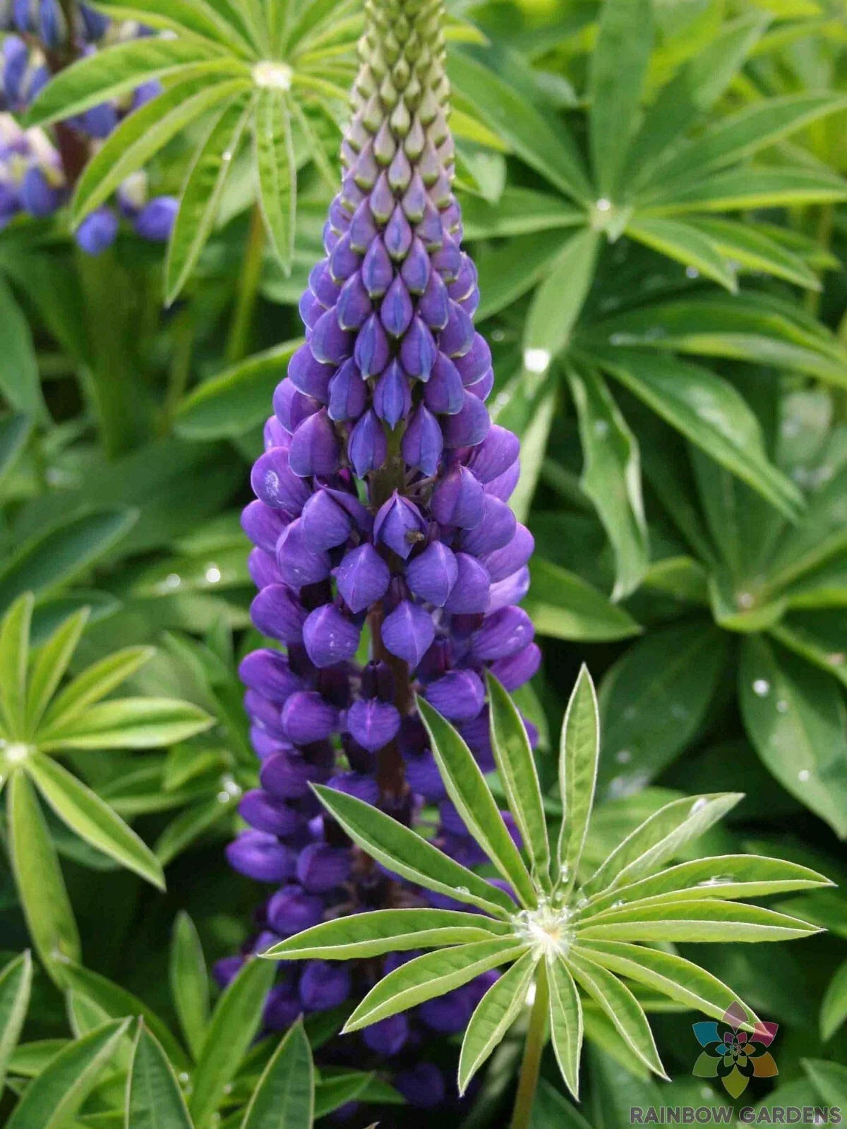Russell Purple Lupine Seeds - 25+ Pack for Garden Planting - Lupinus polyphyllus - USA - FREE SHIPPING