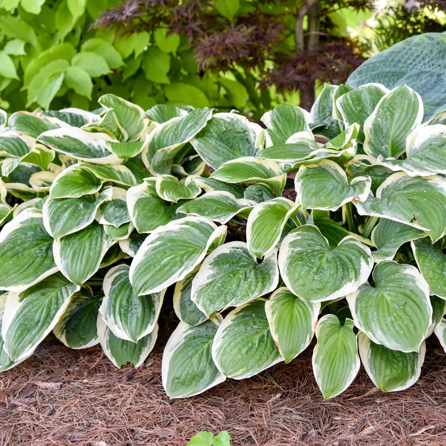 Hosta Plant Royal Wedding 5.25" Pot Perennial Shade Hardy Plant (Hosta 'Royal Wedding')