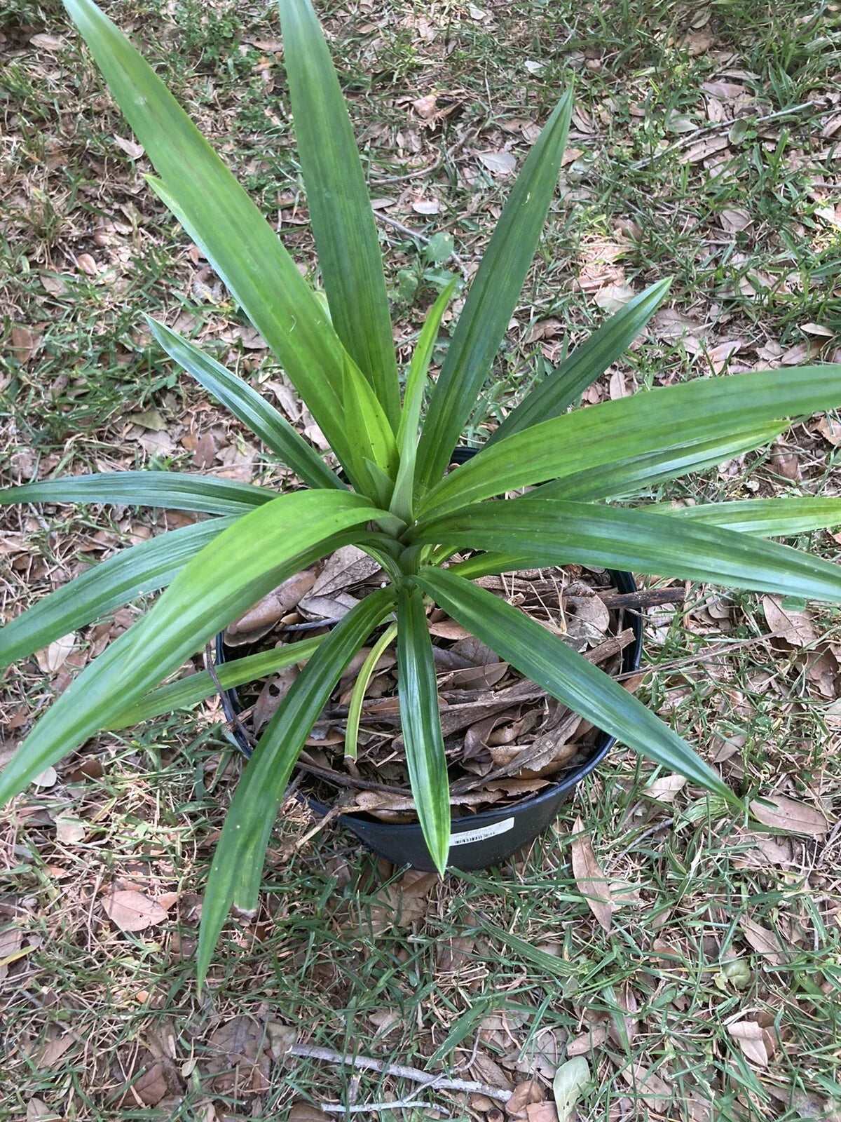 Live Pandan Plant - Well Rooted, Healthy, Organic - Pandanus amaryllifolius