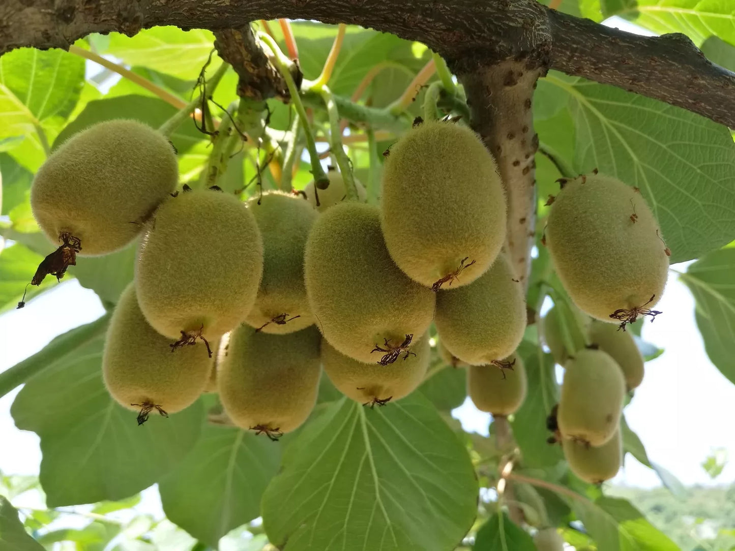 Kiwi Tree Seeds | 50 Seeds | Actinidia chinensis | Edible Fruit Seeds for Planting