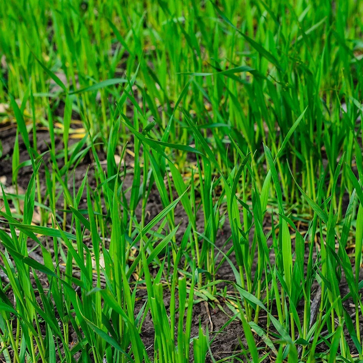 25 LBS Winter Rye Seed - Cover Crop for Wildlife & Food Plots - Secale cereale, Ideal for Gardens and Deer Habitat