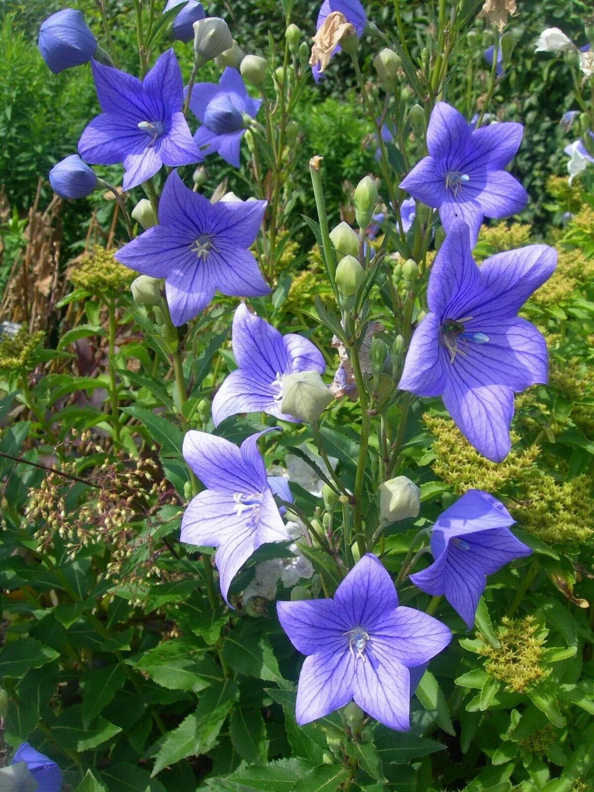 Balloon Flower Seeds, Non-GMO, Toraji Variety, Platycodon Grandiflorus, Tracking Included