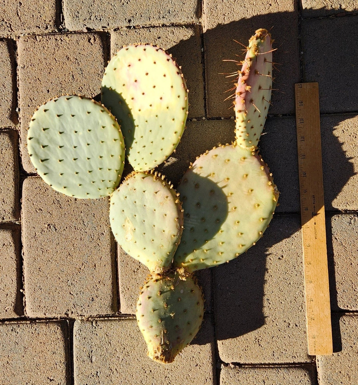 Large Pad Segment Cutting of Opuntia Santa-Rita Prickly Pear Cactus - Live Plant for Gardens and Indoor Decor