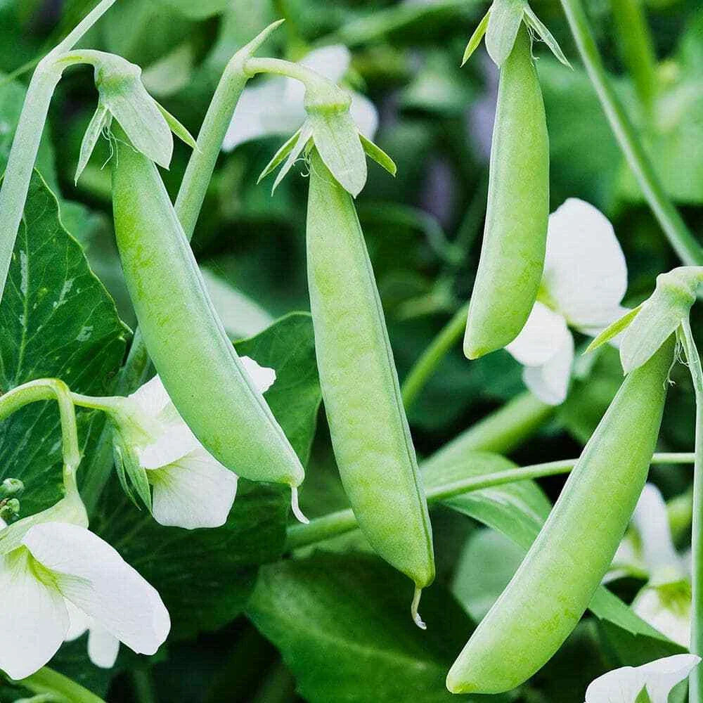 Sugar Ann Snap Pea Seeds - Heirloom, Early & Compact, NON-GMO, Free Shipping