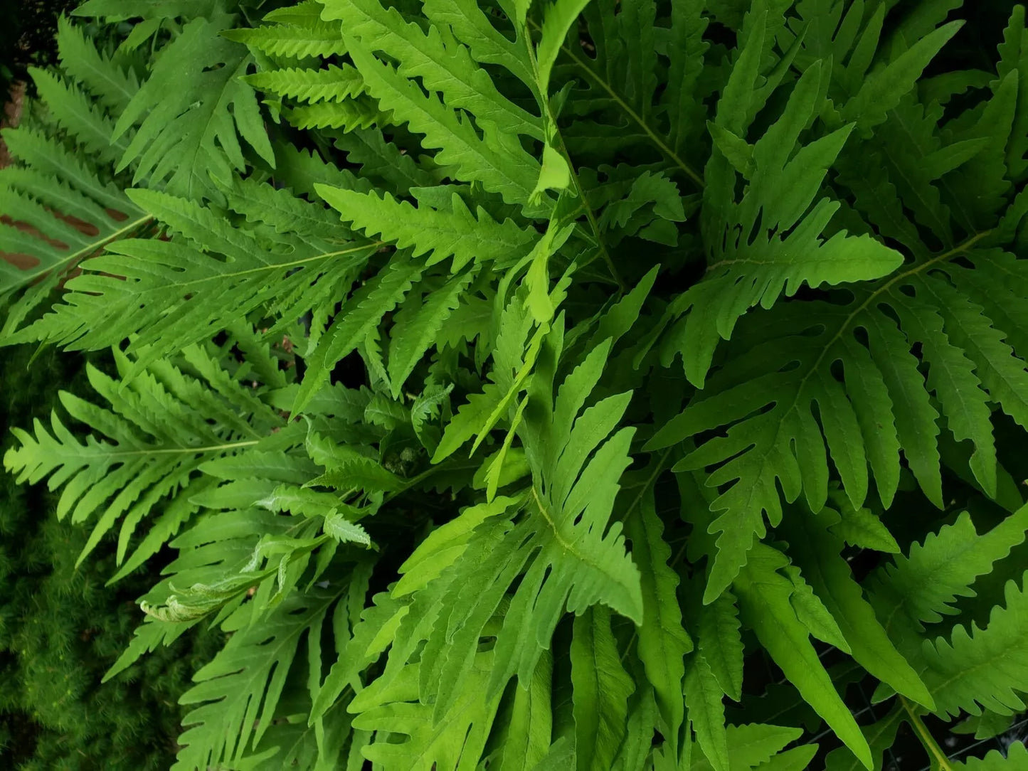 Live Fern Plant Roots - 3 Count - Sensitive Fern (Onoclea sensibilis) - Hardy Perennial, Coarse Texture, Medium to Large Size