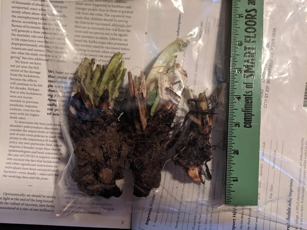 Comfrey Root Crowns - Organic Fertilizer for Pollinators and Composting - Symphytum officinale