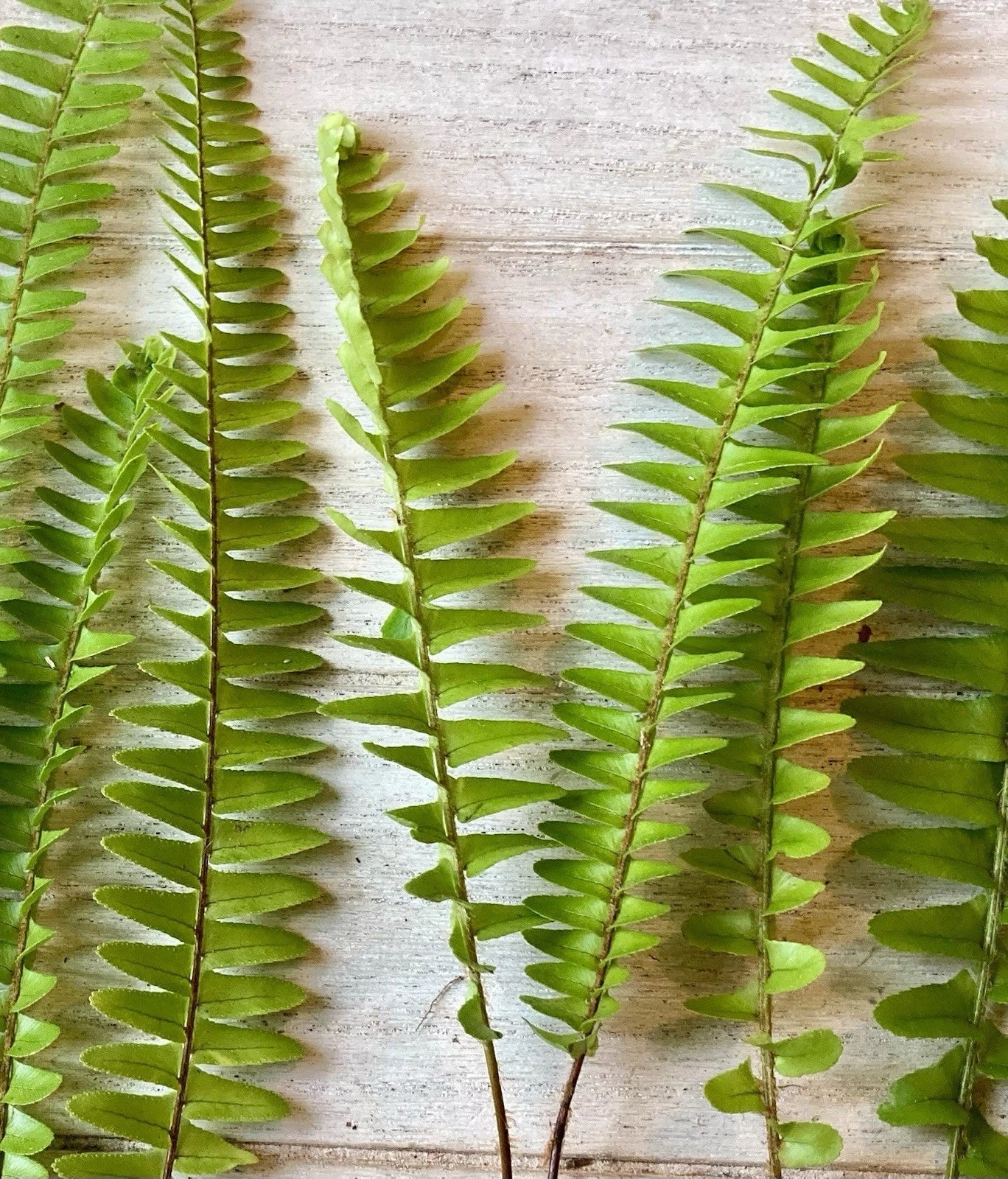 Rooted Ferns - 20 Pack - Lush Green Indoor Plants - Ideal for Home Decor - Various Varieties