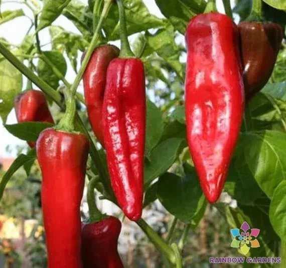 NuMex Big Jim Sweet Pepper Seeds - 25+ Pack for Garden Planting - Capsicum annuum - USA. Free Shipping Available!