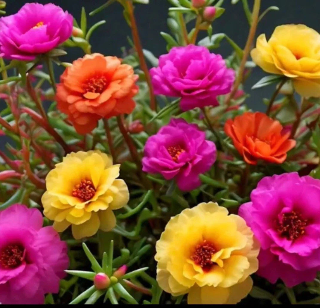 Moss Rose Seeds - 1000 Mix Color - Portulaca Grandiflora - Vibrant Garden Flowers
