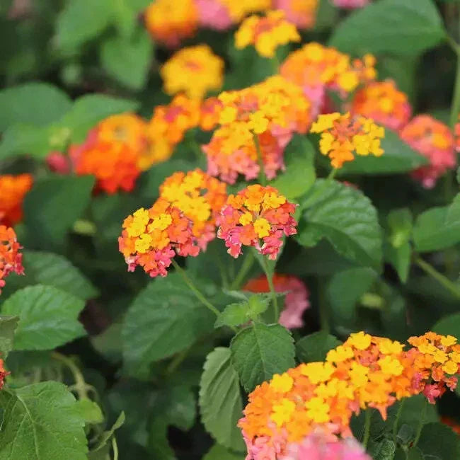 Orange Lantana Live Rooted Plant - Vibrant Perennial Ground Cover - Lantana camara