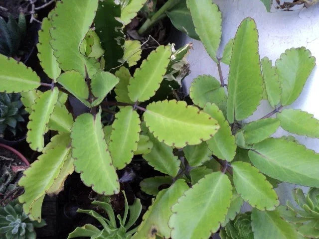 Miracle Plant Cuttings - 6 Stem Cuttings - Bryophyllum pinnatum (Life Plant) - Easy to Grow Indoor/Outdoor Decor