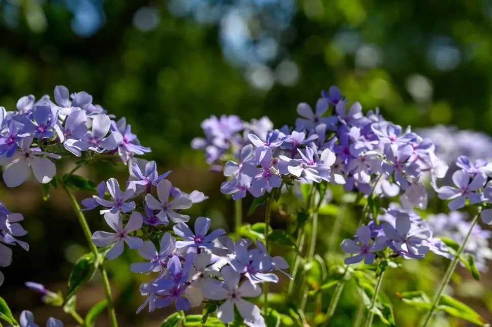 Chattahoochee Phlox 100 Seeds - for Garden Planting - Phlox paniculata - USA Grown - Free Shipping
