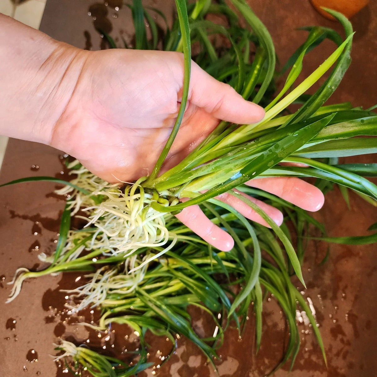 Mini Spider Plants - 10 Root-Ready Pots - Easy to Grow Indoor Air Purifiers - Chlorophytum comosum