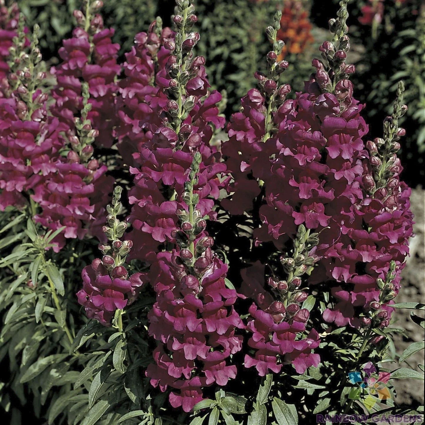 Liberty Lavender Snapdragon Seeds - 1000+ Premium Seeds for Garden - Antirrhinum majus - Free Shipping USA