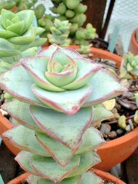Succulent Crassula Perforata 2" String of Buttons Live Plants
