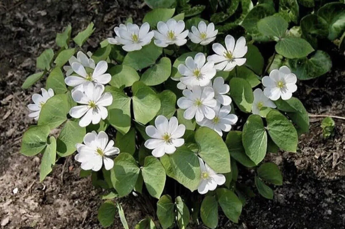 Twin Leaf Plant Bareroot - 10 Organic Roots Jeffersonia diphylla - Native Medicinal Wildflower for Sustainable Forest Garden