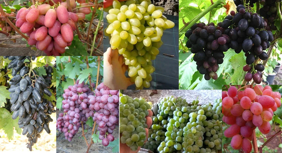 Grape Cuttings Mix - 7 Rooting Cuttings of Best Varieties for Home Garden - Viticulture Variety Selection
