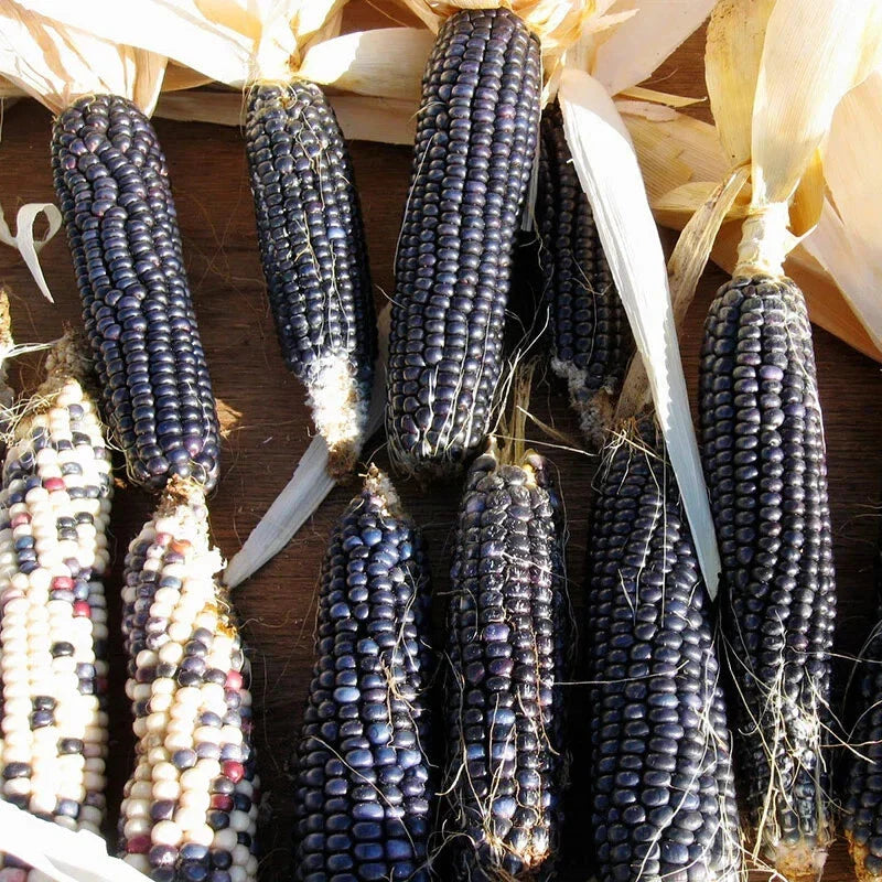 Hopi Blue Corn Seeds - 60 Heirloom Non-GMO Seeds - Zea mays subsp. mays - USA Seller
