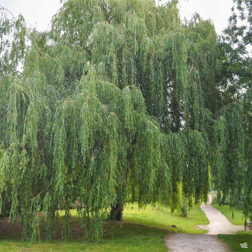 Weeping Willow Cuttings - 20 Unrooted Fast Growing Shade Tree - Salix babylonica