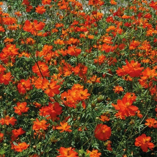 Tango Cosmos Seeds – 200+ Count – Colorful Flowering Garden Seeds – Cosmos bipinnatus – USA Grown, Free Shipping