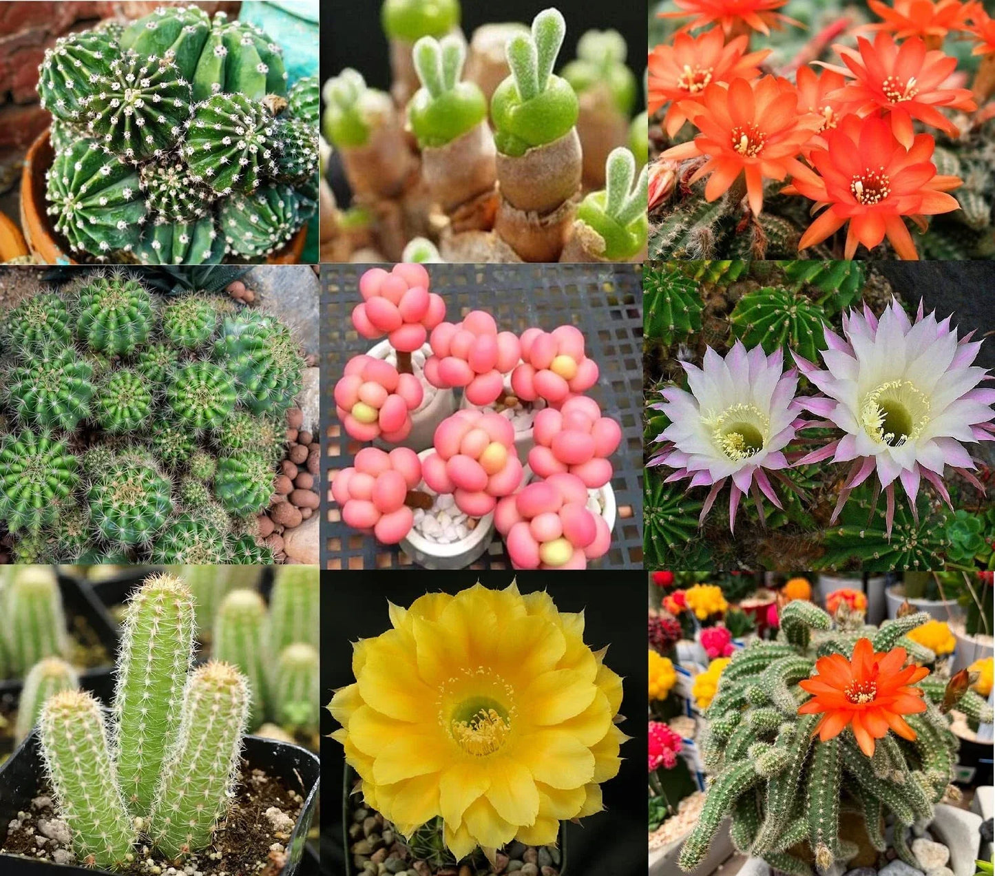 Echinopsis Cactus Seeds Mix - 50+ Seeds - Varieties Included - Echinopsis spp. - Ships from Iowa
