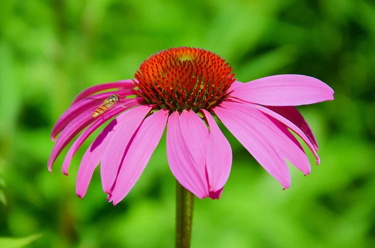 Purple Coneflower Seeds - 250+ Count - Excellent Butterfly Flower - Echinacea purpurea - Non-GMO, Heirloom, Garden Planting