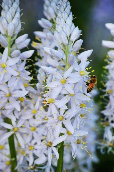 Wild Hyacinth Seeds 50 Count - Blue Flowering - Camassia scilloides - Native Perennial Bulbs for Planting