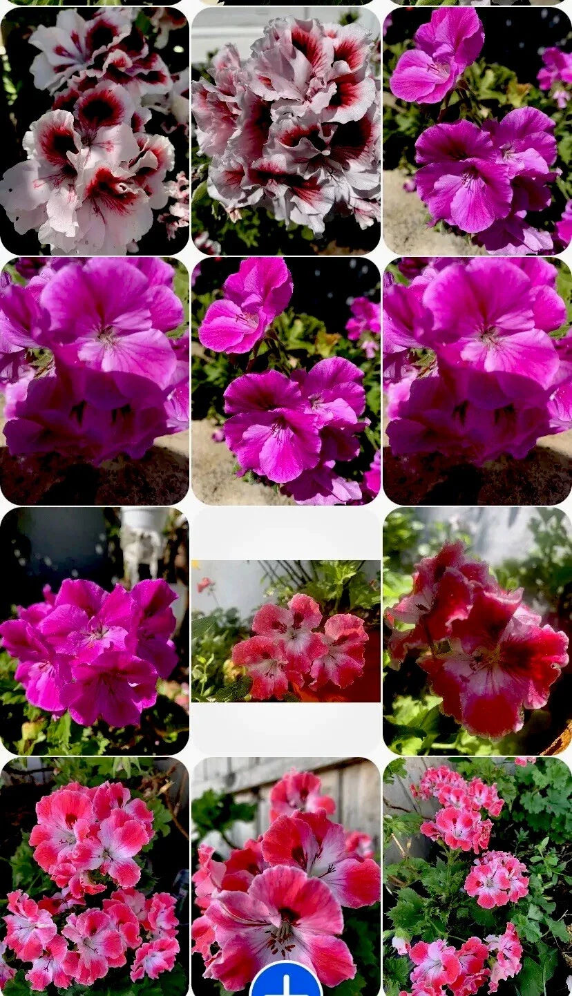 Live Geranium Plants Set of 3, Perennial Variety, 8 Inches Tall, Ideal for Garden Decoration, Pelargonium spp.