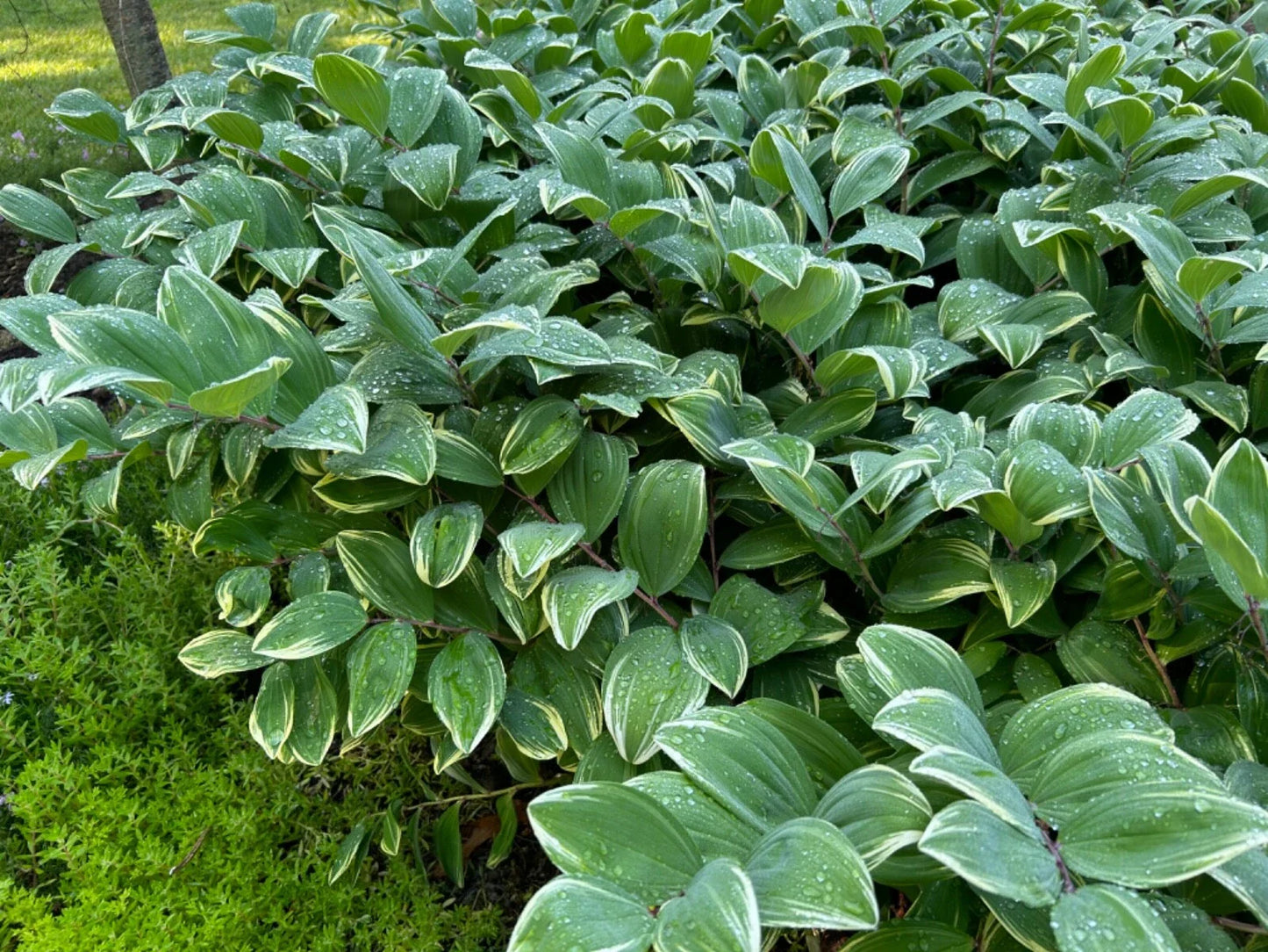 Solomon's Seal Live Plant - 16in Established Perennial - Polygonatum biflorum - Organic & Pesticide-Free (Set of 5)