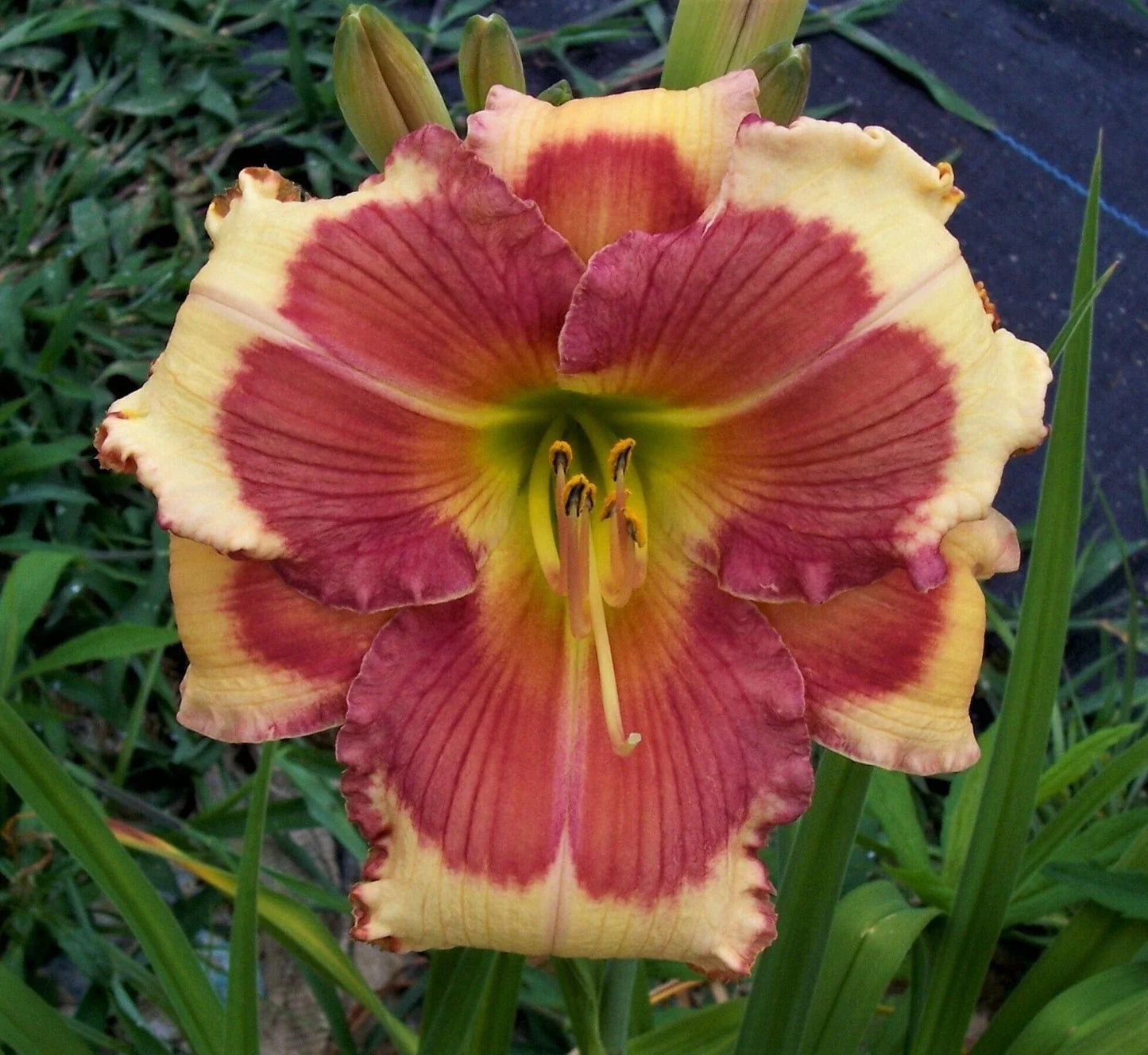 Daylily Plant - Hello Screamer - Perennial Flowering Plant - Hemerocallis 'Hello Screamer'