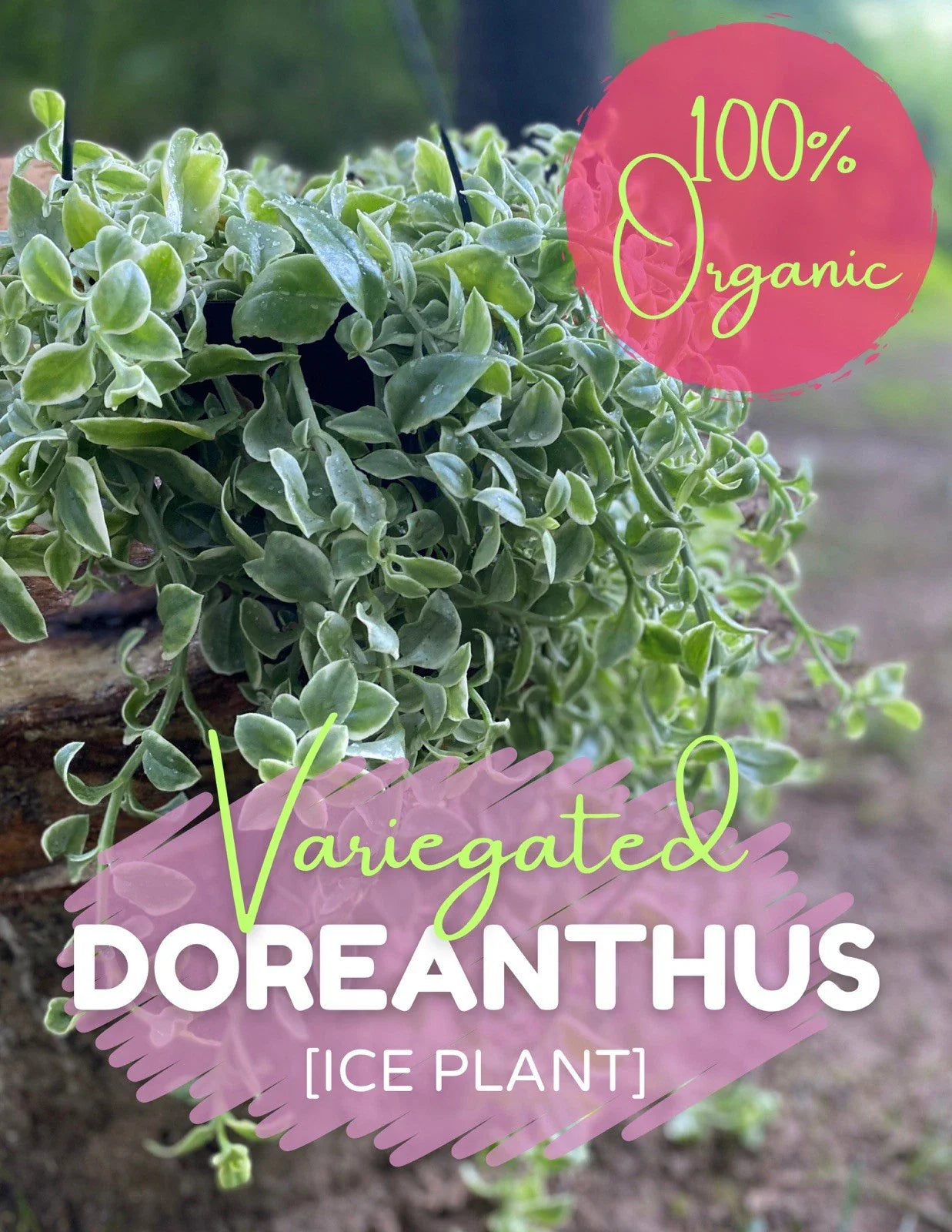 Variegated Ice Plant Cutting - Live Rooted Organic Dorotheanthus - Free Shipping