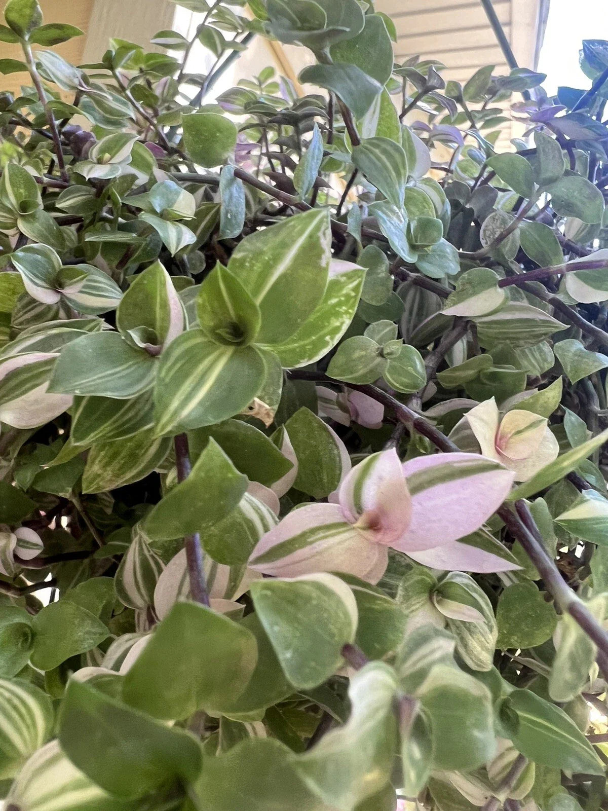 Variegated Callisia Repens Cuttings - 5 Live Wandering Tradescantia Houseplant Cuttings for Easy Indoor Gardening
