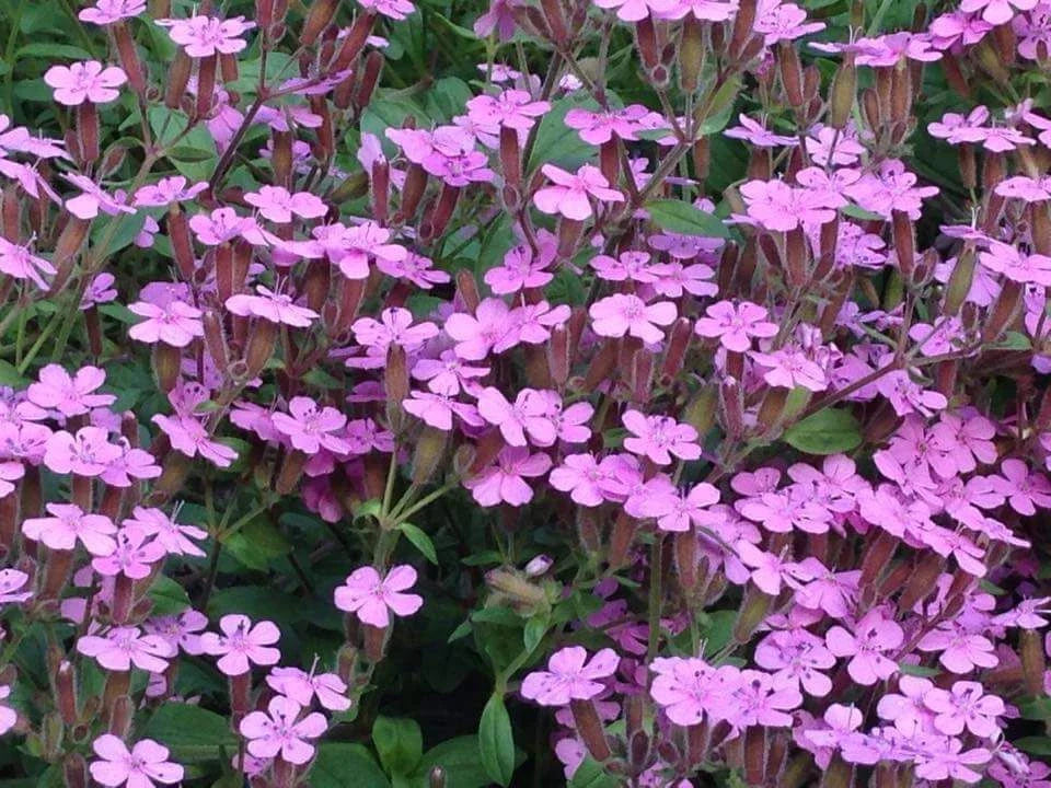 Soapwort Seeds 200+ Pink Wildflower Saponaria Ocymoides - USA Seller, Free Shipping