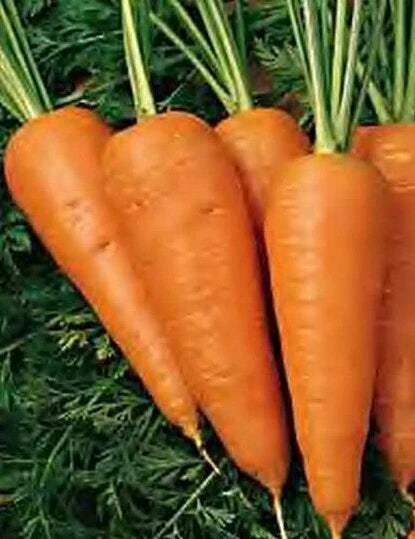 Chantenay Red Cored Carrot Seeds 1000+ Heirloom Vegetable Garden Culinary Organic Daucus carota